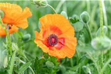Papaver orientale 'Harvest Moon'