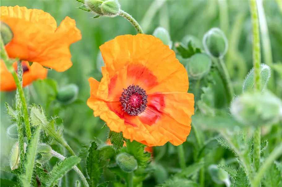 Papaver orientale 'Harvest Moon'