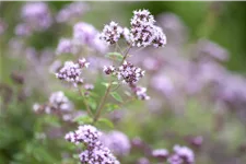 Origanum vulgare