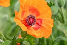 Papaver orientale 'Harvest Moon'
