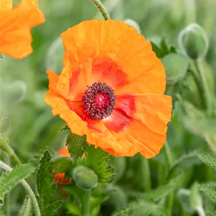 Papaver orientale 'Harvest Moon'