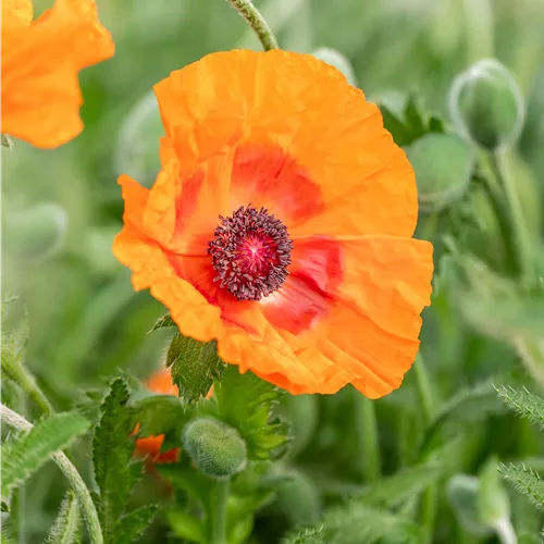 Papaver orientale 'Harvest Moon'
