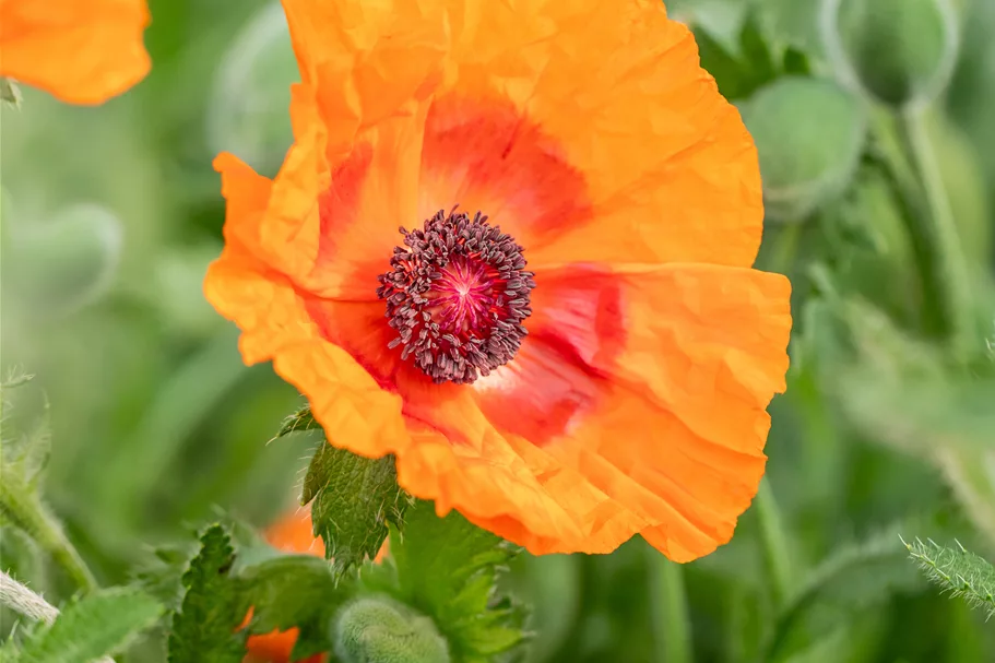 Papaver orientale 'Harvest Moon'