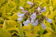 Penstemon digitalis 'Goldfinger'