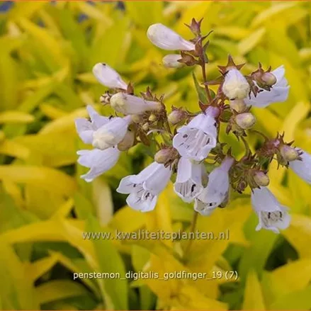 Penstemon digitalis 'Goldfinger'