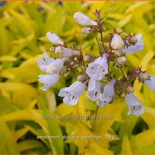 Penstemon digitalis 'Goldfinger'