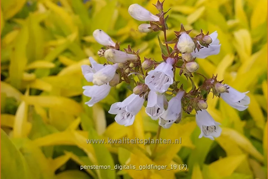 Penstemon digitalis 'Goldfinger'