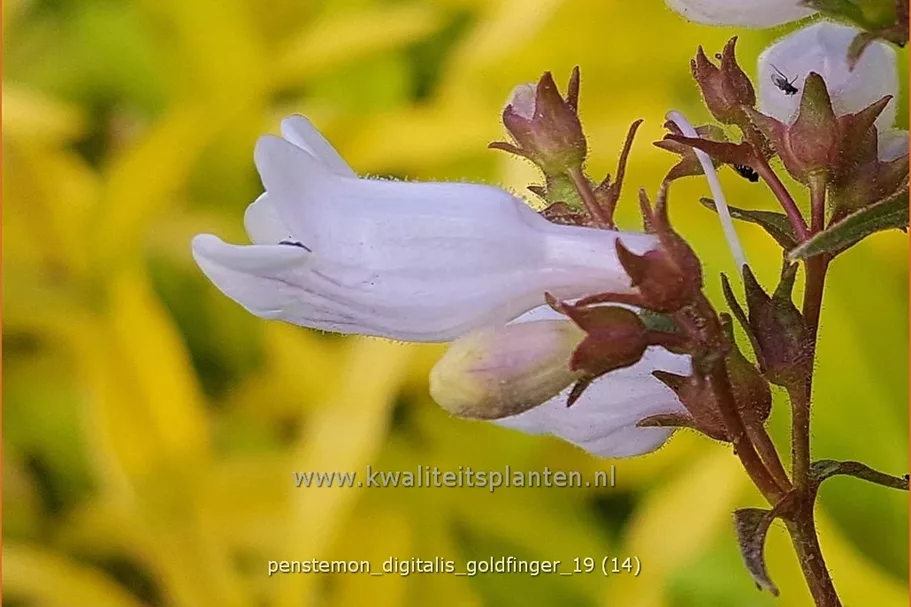 Penstemon digitalis 'Goldfinger'