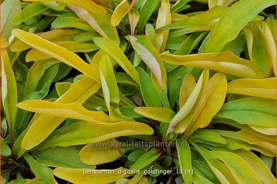 Penstemon digitalis 'Goldfinger'