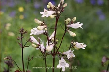 Penstemon digitalis 'Husker Red'