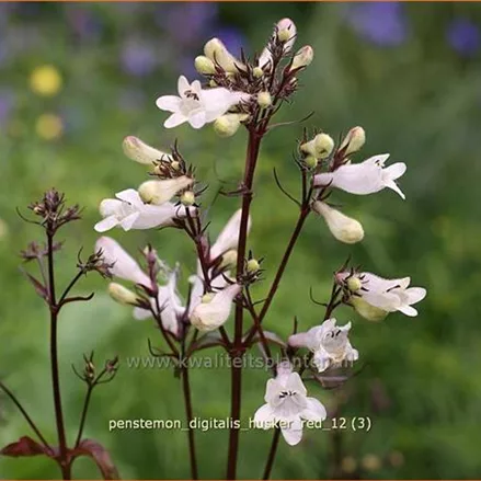 Penstemon digitalis 'Husker Red'