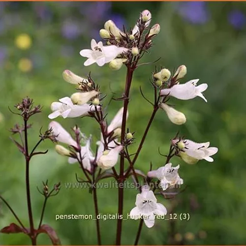 Penstemon digitalis 'Husker Red'