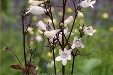 Penstemon digitalis 'Husker Red'