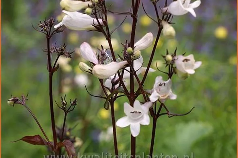 Penstemon digitalis 'Husker Red'