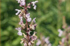 Nepeta nuda 'Purple Cat'