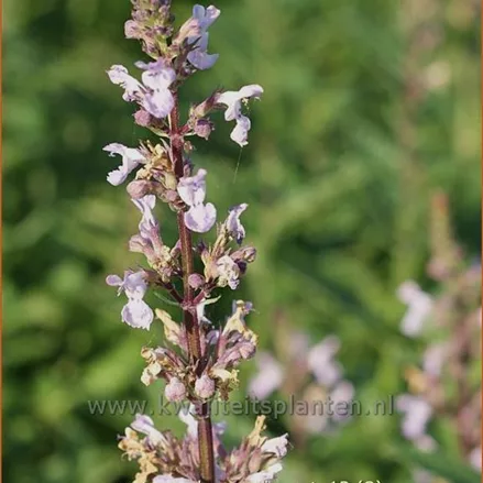Nepeta nuda 'Purple Cat'