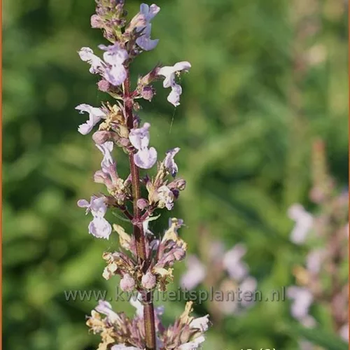 Nepeta nuda 'Purple Cat'