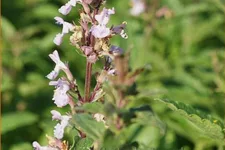 Nepeta nuda 'Purple Cat'
