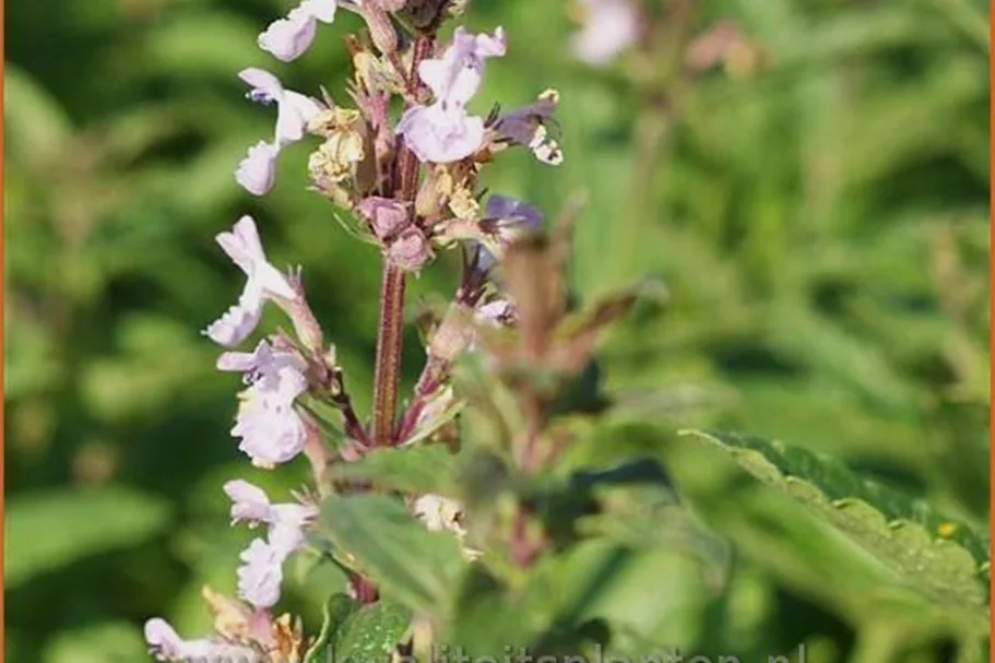 Nepeta nuda 'Purple Cat'