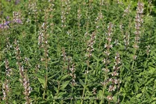 Nepeta nuda 'Purple Cat'