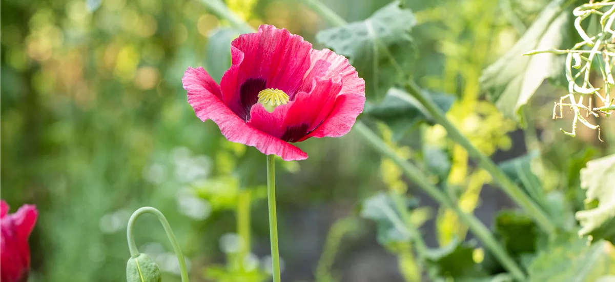 Papaver orientale 'Marlene'