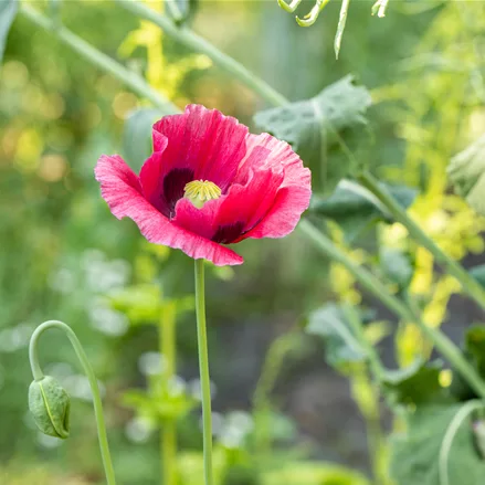 Papaver orientale 'Marlene'