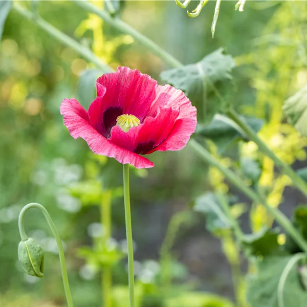 Papaver orientale 'Marlene'