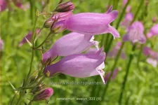Penstemon hartwegii 'Evelyn'