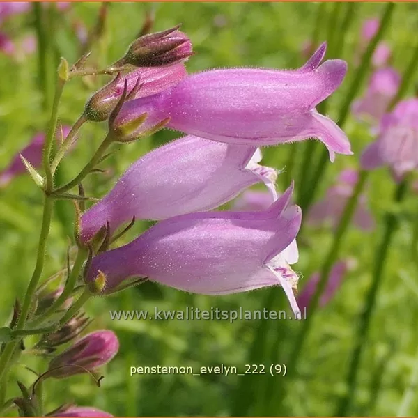 Penstemon hartwegii 'Evelyn'