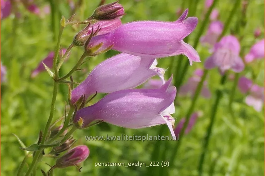 Penstemon hartwegii 'Evelyn'