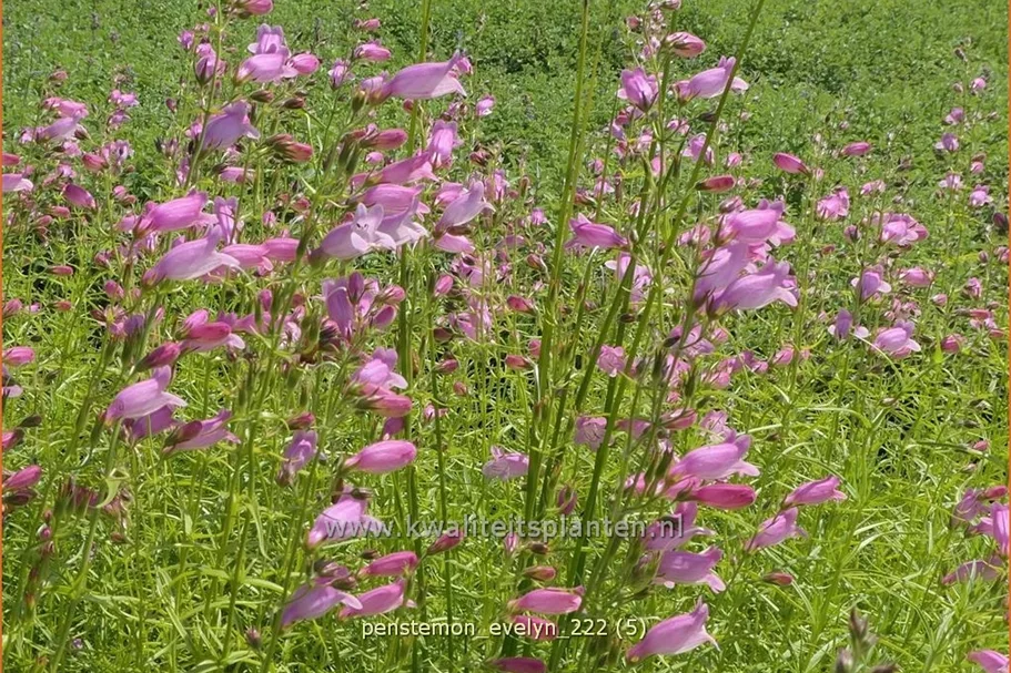Penstemon hartwegii 'Evelyn'