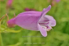 Penstemon hartwegii 'Evelyn'