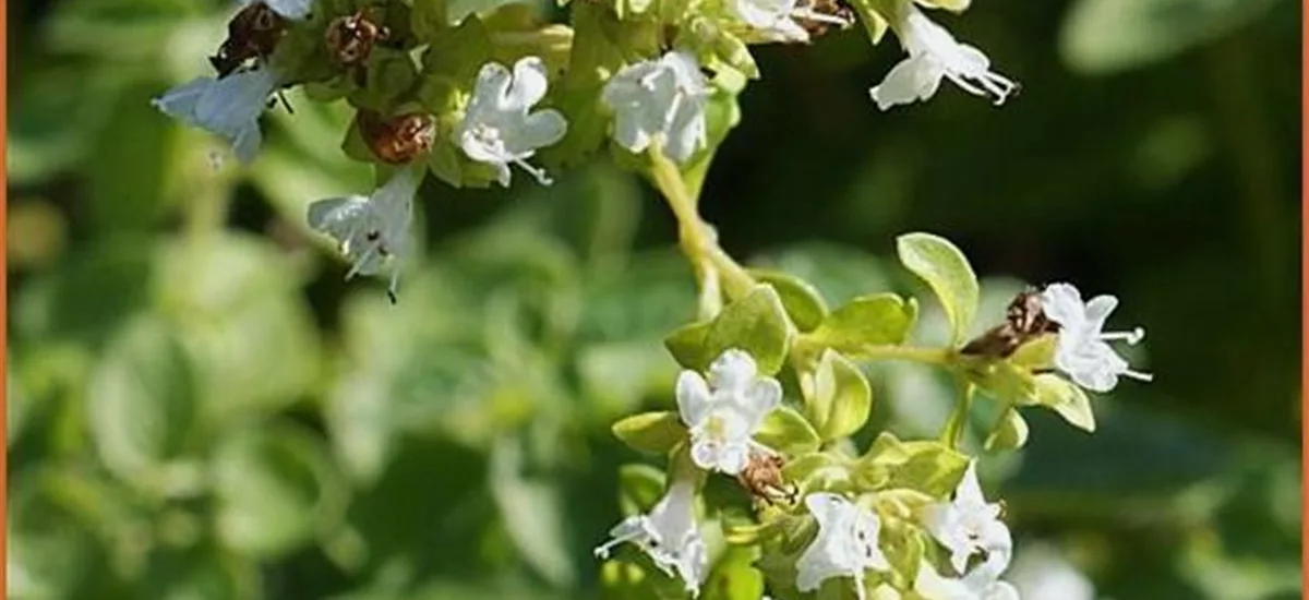 Origanum vulgare 'Album'