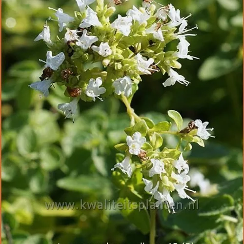 Origanum vulgare 'Album'