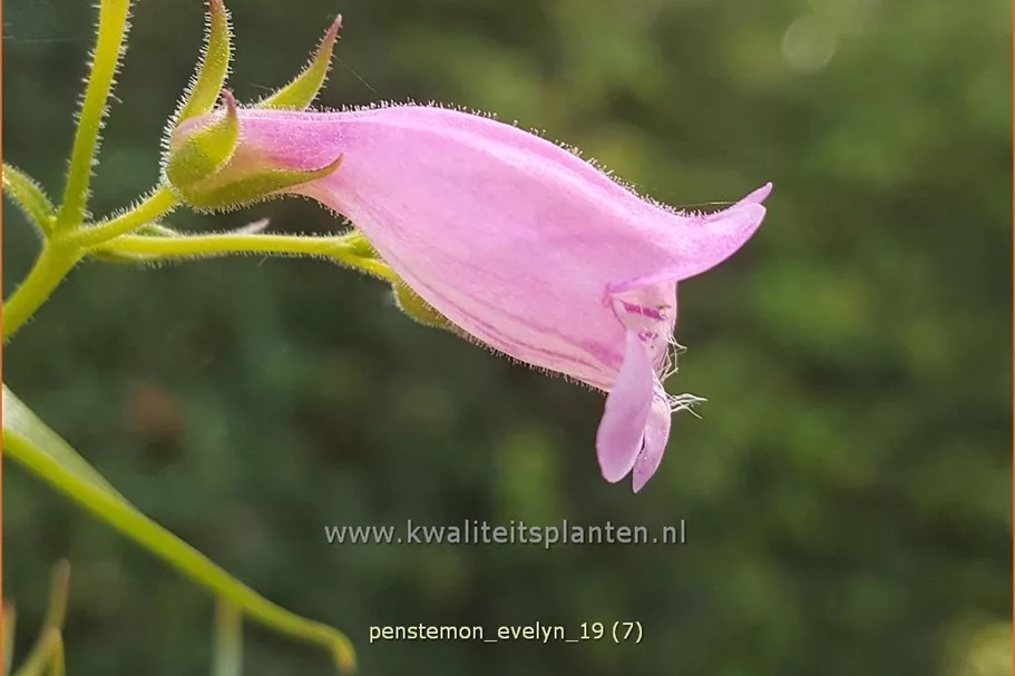 Penstemon hartwegii 'Evelyn'