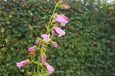 Penstemon hartwegii 'Evelyn'
