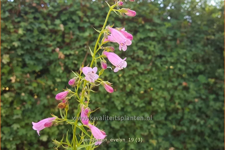 Penstemon hartwegii 'Evelyn'