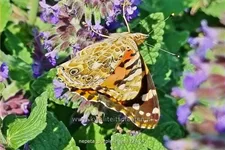 Nepeta x faassenii 'Purple Haze'®