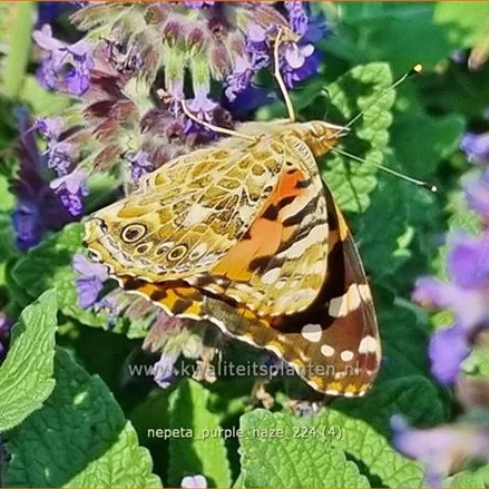 Nepeta x faassenii 'Purple Haze'®