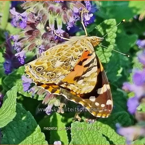 Nepeta x faassenii 'Purple Haze'®
