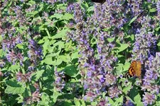 Nepeta x faassenii 'Purple Haze'®