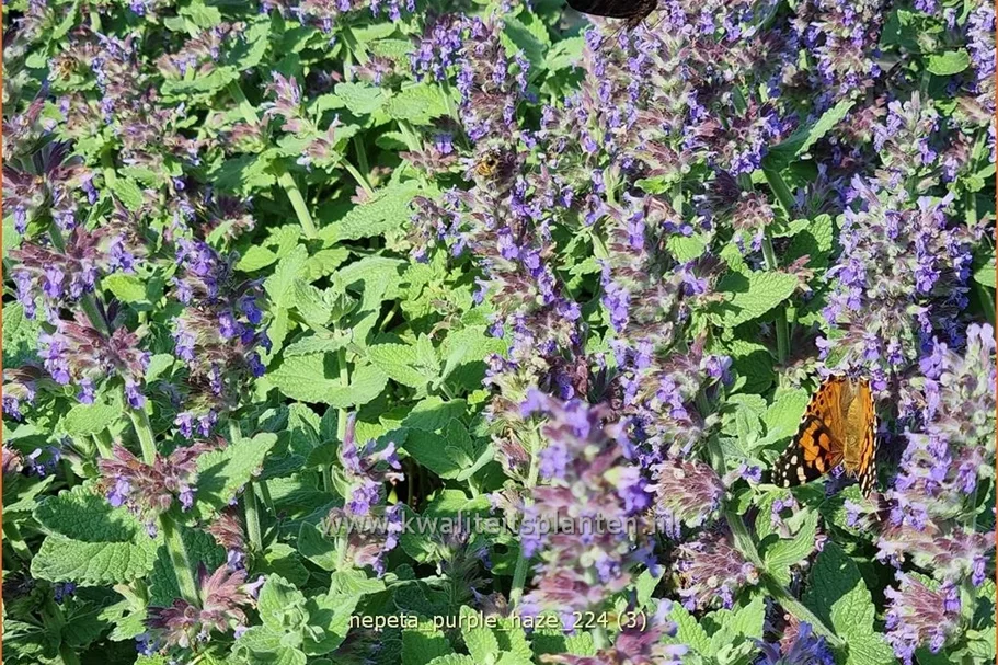 Nepeta x faassenii 'Purple Haze'®