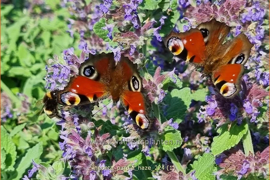 Nepeta x faassenii 'Purple Haze'®
