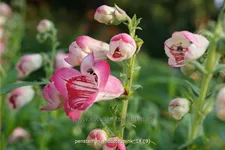 Penstemon barbatus 'Hidcote Pink'