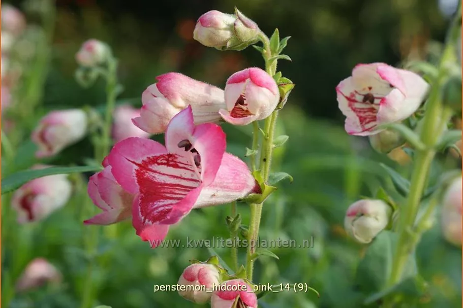 Penstemon barbatus 'Hidcote Pink'