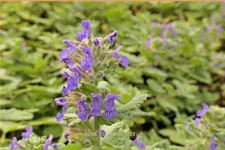 Nepeta x faassenii 'Purple Haze'®