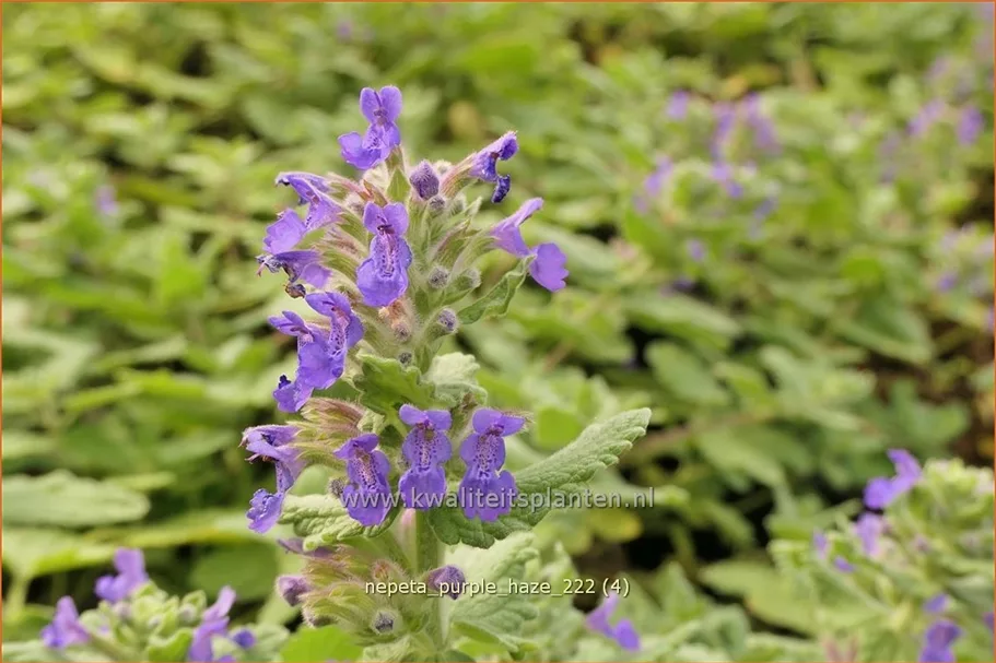 Nepeta x faassenii 'Purple Haze'®