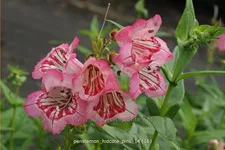 Penstemon barbatus 'Hidcote Pink'