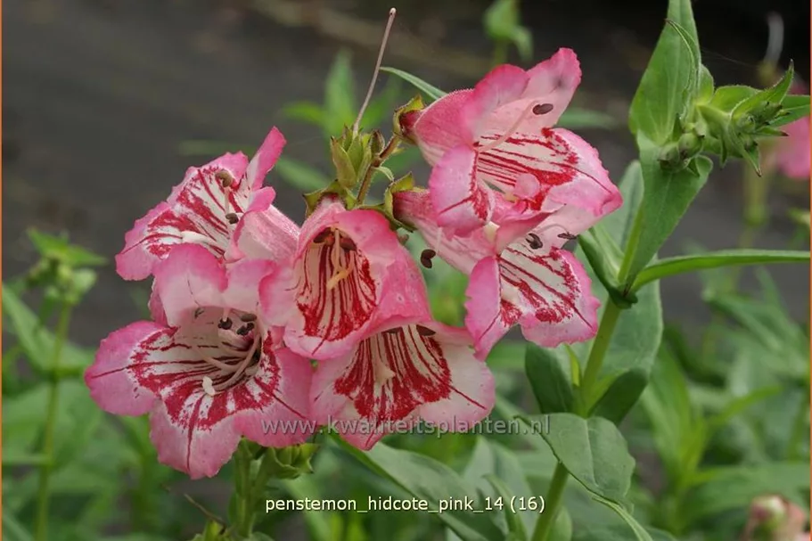 Penstemon barbatus 'Hidcote Pink'