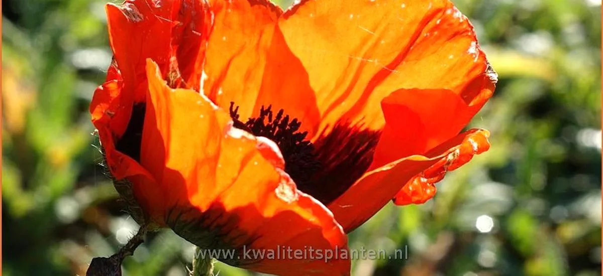 Papaver orientale 'Nana Allegro'